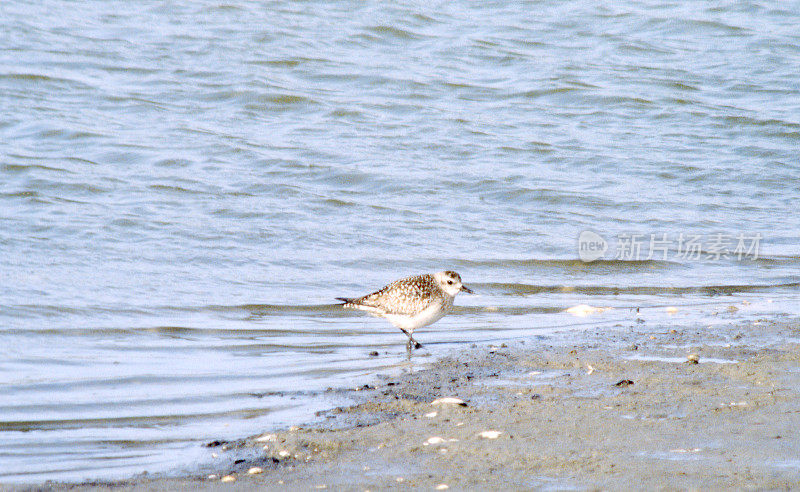 冬季灰鸻(Pluvialis squatarola)